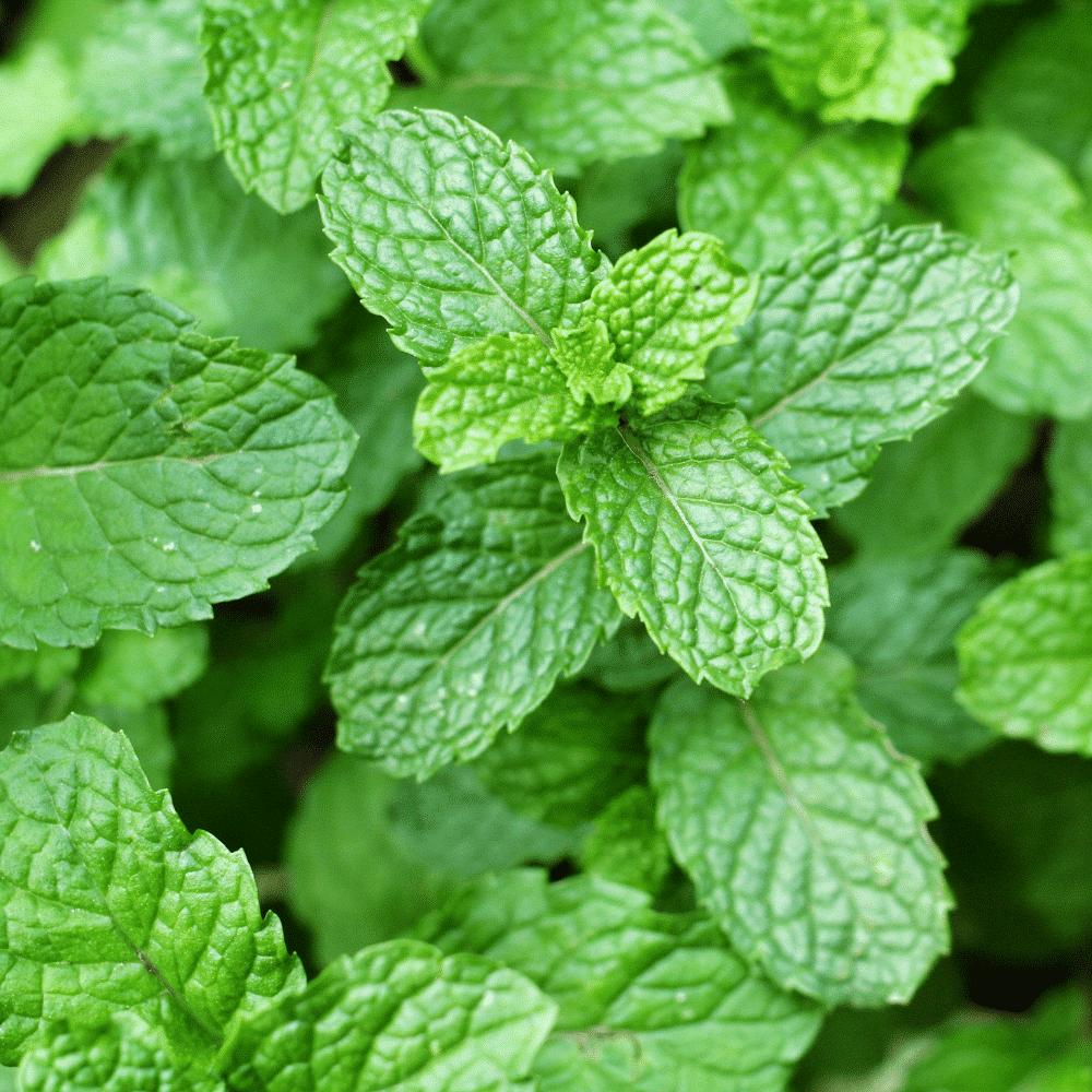 عرق نعنا - تصویر 2