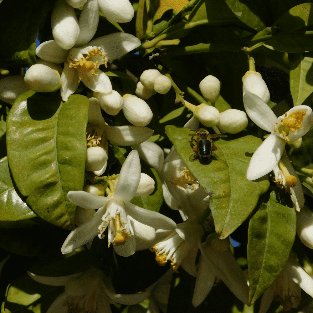عرق بهارنارنج - تصویر 2