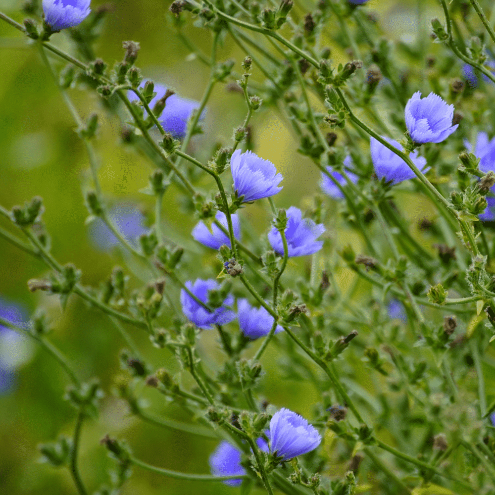 عرق کاسنی - تصویر 2